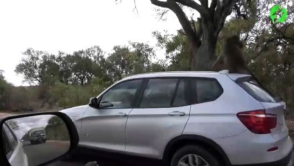 Ce singe flemmard a tout compris... en mode UBER