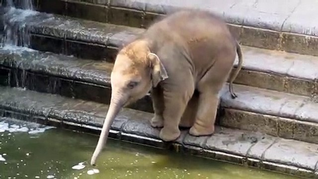 Cet éléphanteau découvre les joies de la baignade