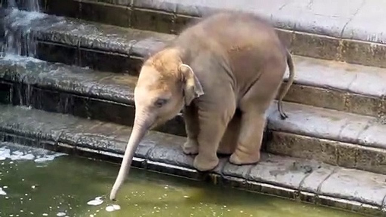 Cet éléphanteau découvre les joies de la baignade