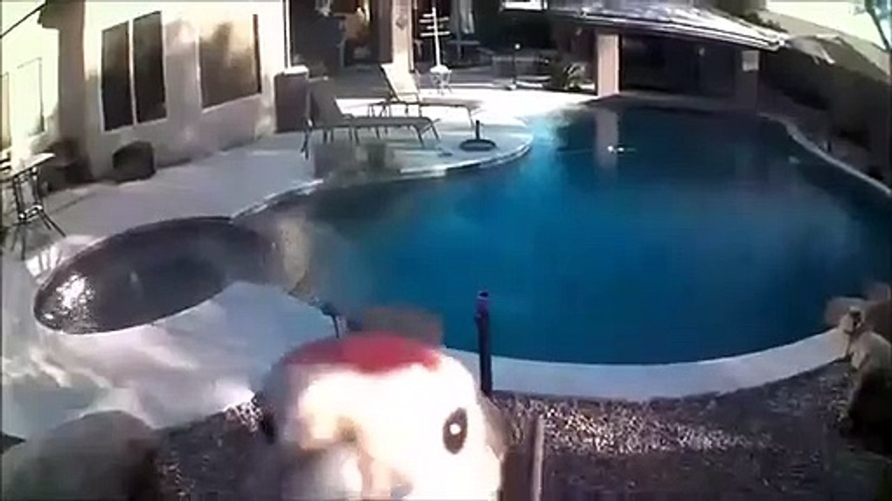 Cet oiseau déteste les caméras de surveillance