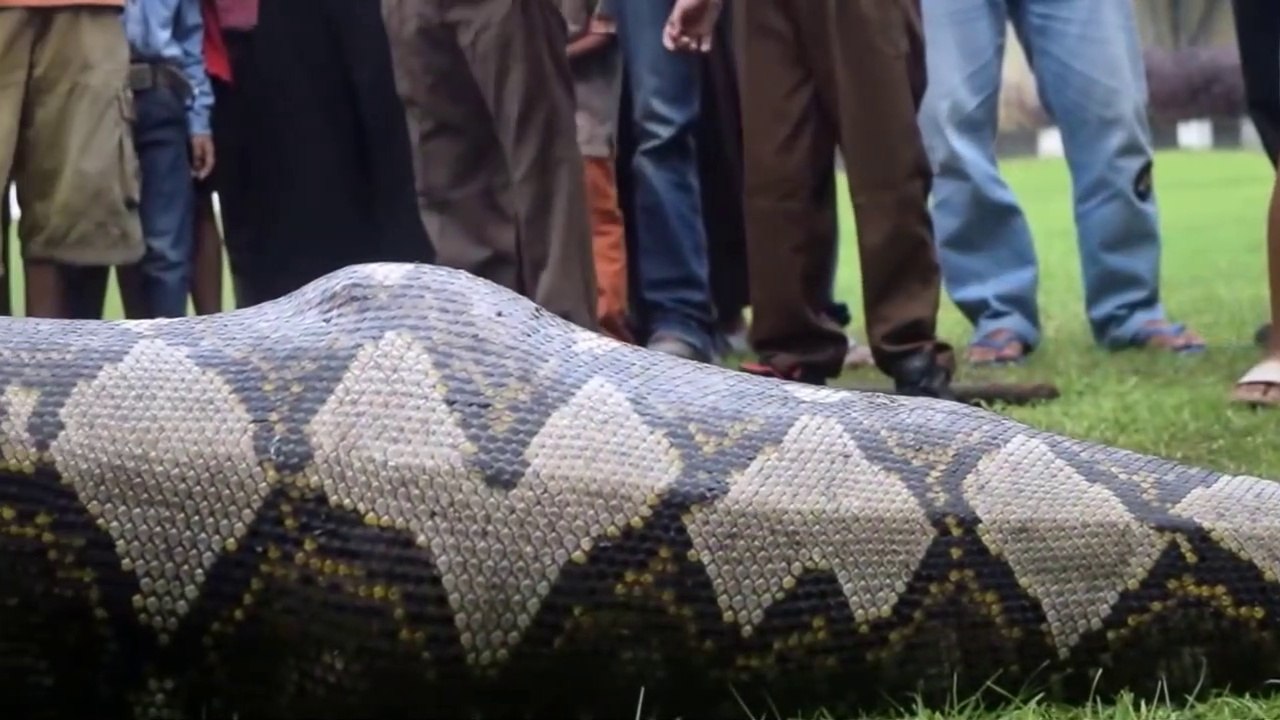 Ce python en pleine digestion a été découvert en inde