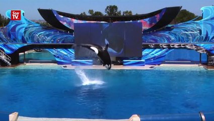 SeaWorld killer whale Tilikum dies