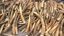 Hong Kong seizes largest ivory haul in 30 years