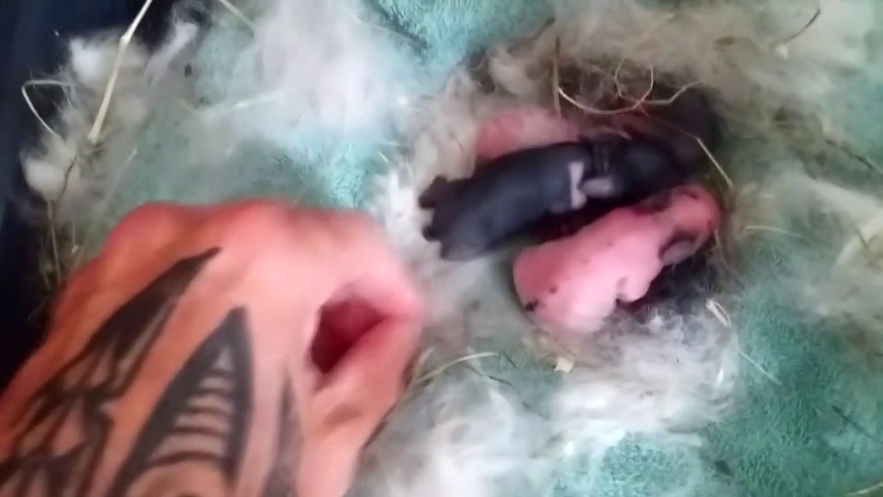 Naissance bébés lapins