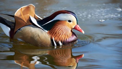 Mandarin duck in NYC’s Central Park