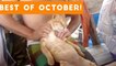 Funniest Pet Reactions & Bloopers of October 2017 _ Funny Pet Videos