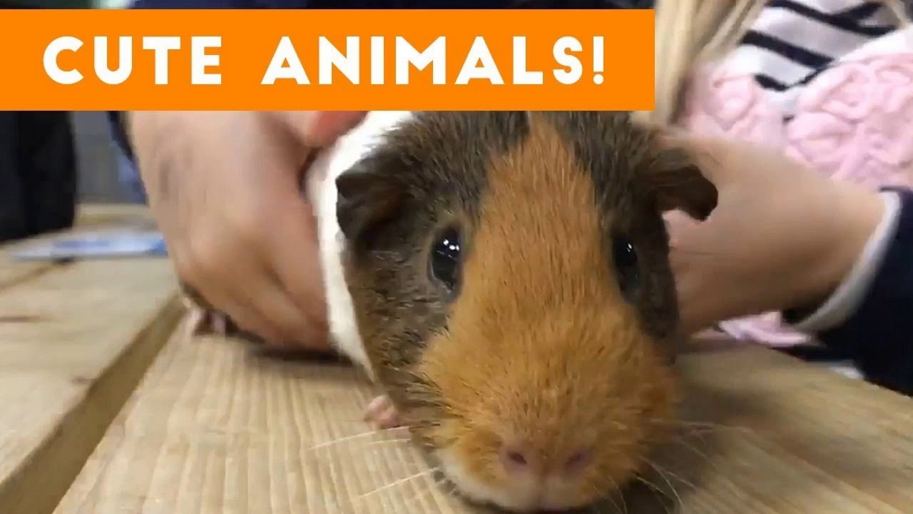 Cutest Pets of the Week Compilation November 2017 _ Funny Pet Videos