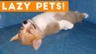 Laziest Pets _ Cute and Funny Animals Compilation of 2017 _ Funny Pet Videos