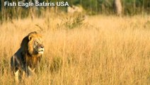 Trophy hunter kills endangered lion
