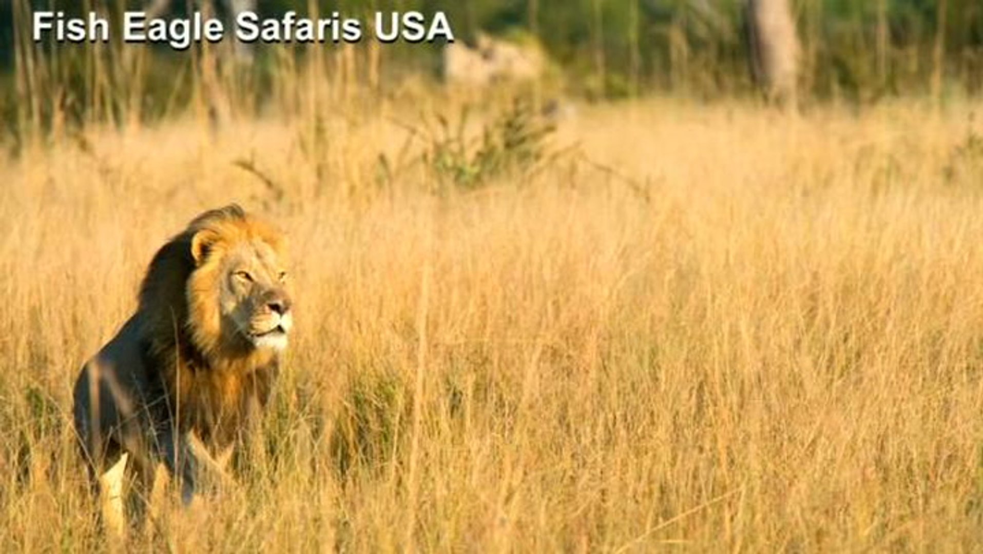⁣Trophy hunter kills endangered lion