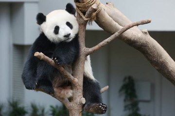 Visitors catch final glimpse of panda cub