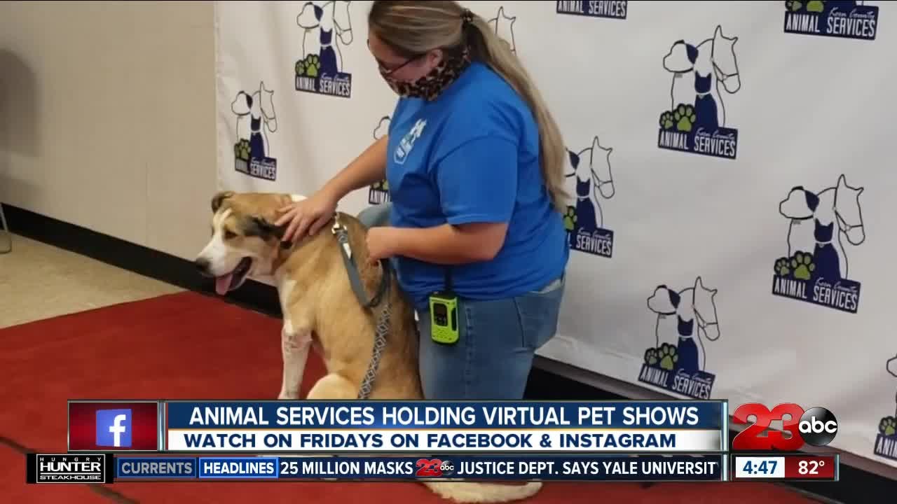 Adoptable pets walk the red carpet during Anima...