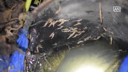 [NTV 150518] Watching tiny shrimps braving against the water and eating them on site