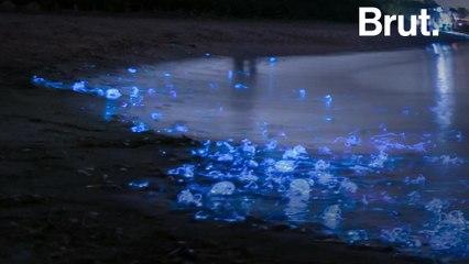 Japan's mysterious glowing squid