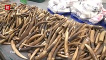 Viet man nabbed at KLIA for ivory smuggling