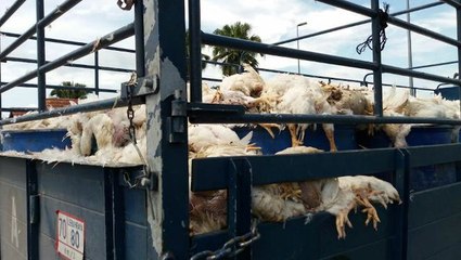 'Dead chicken were sent to catfish farms'