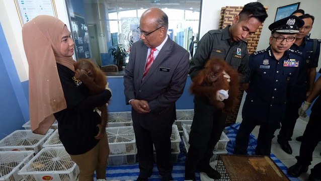Customs Dept rescues 435 exotic animals from traffickers