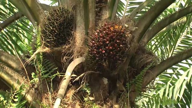 Malaysian plans regional palm oil office in Tehran