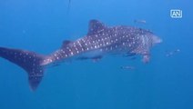 [NTV 220518] Whale shark's surfacing helps boost tourism