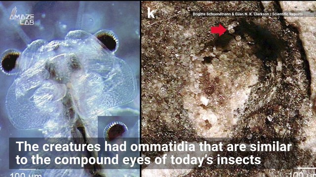 429-Million-Year-Old Sea Creature Had Eyes Like Modern Day Bees