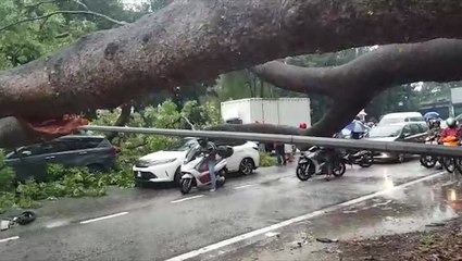 Tải video: Several cars badly damaged by fallen trees