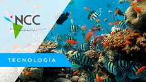 El eco­sis­te­ma ma­rino de Mé­xi­co se ve ame­na­za­do por el tu­ris­mo
