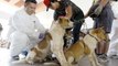 Sarawak veterinary dept will get more manpower from federal