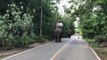 [NTV 050618] Northern Thai provice popular spot for pre-wedding photos on elephants back