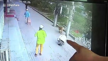 Golden retriever stops cat after it falls from building and knocks over its owner in China