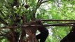 [NTV 240518] Man grows marijuana trees hiding them on large tree