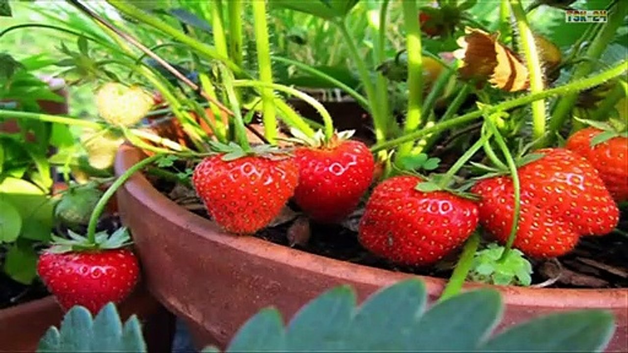 Top 8 Best Fruits and Berries You Can Easily Grow in a Container Garden