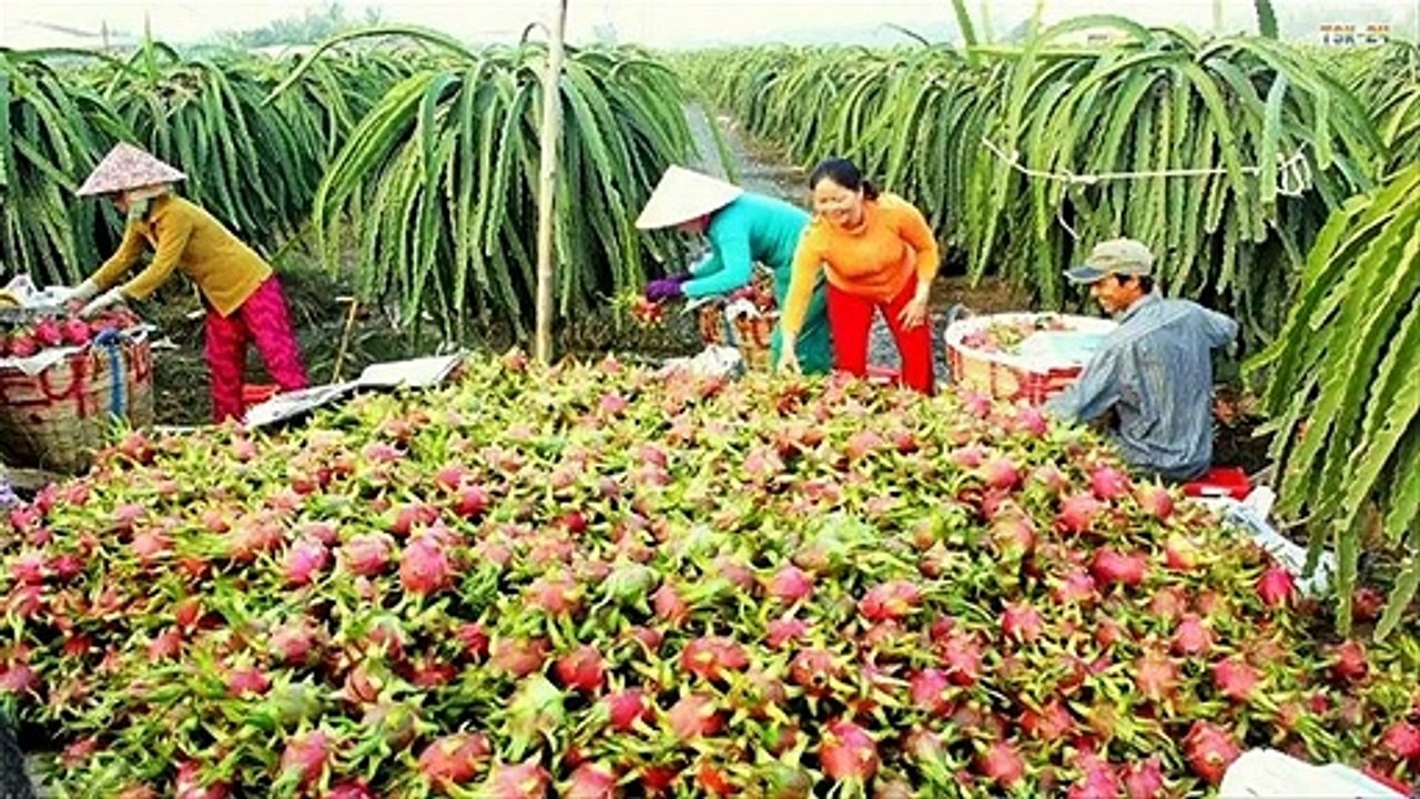 WOW! Amazing Agriculture Technology - Dragon fruit