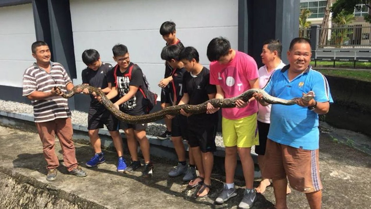 Man vs python, man wins