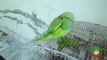 Parrot Cleaning His Feathers