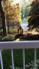 Omission d'arrêt obligatoire près du parc Jardin de Médicis - Août 2020