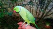 Cute Ringneck Parrot Whistles