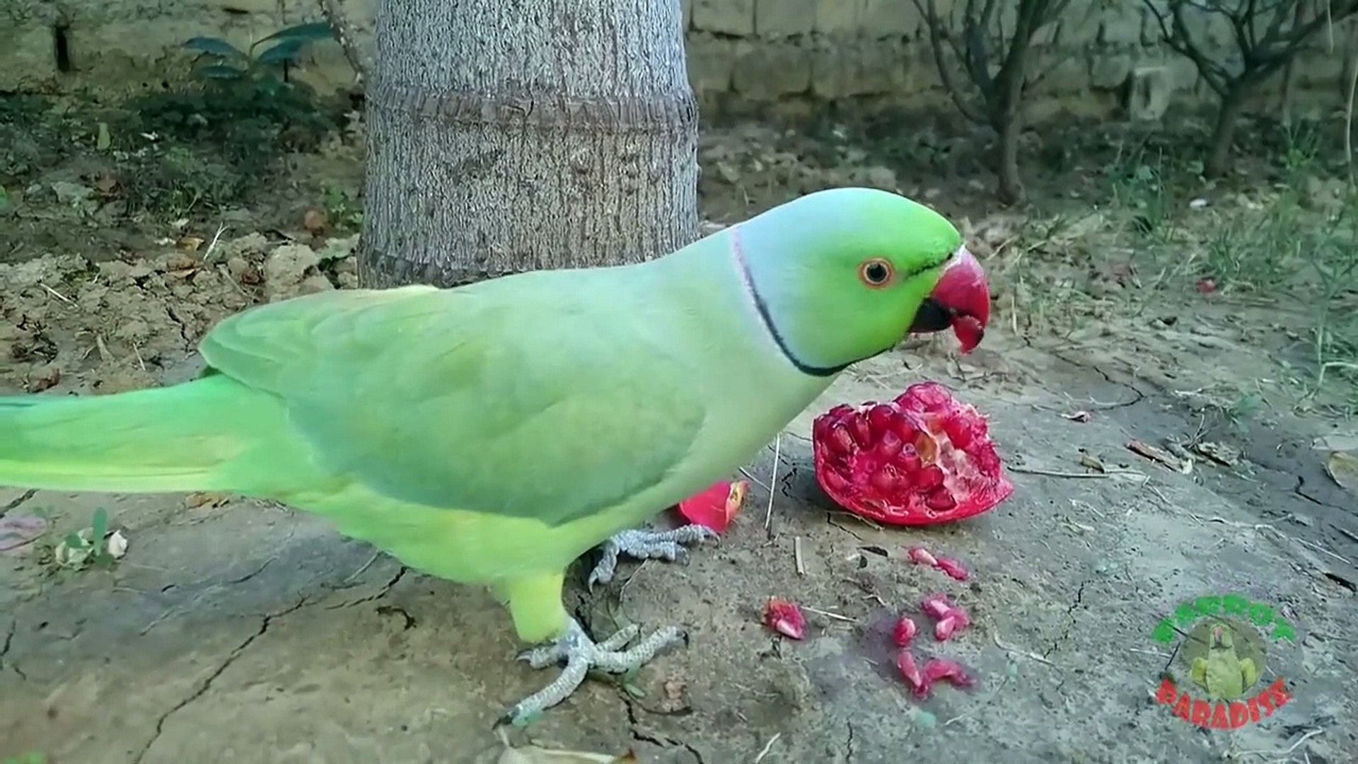 Parrot favourite food online