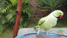 Parrot in Nature
