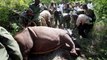 Kenya marks rhinos in conservation drive