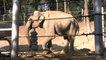 Elephant recovers after tusk surgery in Tbilisi zoo