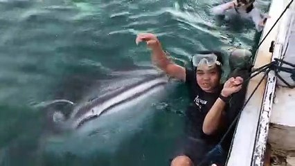 Friendly Whale Shark Causes Skittish Man to Cling to Boat