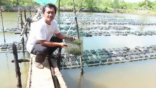[NTV 200418] ASEAN Scoop Seaweeds sell well earning grower handsome incomes