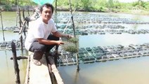 [NTV 200418] ASEAN Scoop Seaweeds sell well earning grower handsome incomes