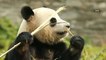 China panda base sets 10,000 steps goal for Nuan Nuan
