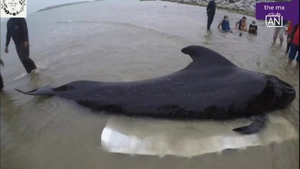 Скачать видео: [NTV 060618] Whale killed after eating plastic waste off Thai coast