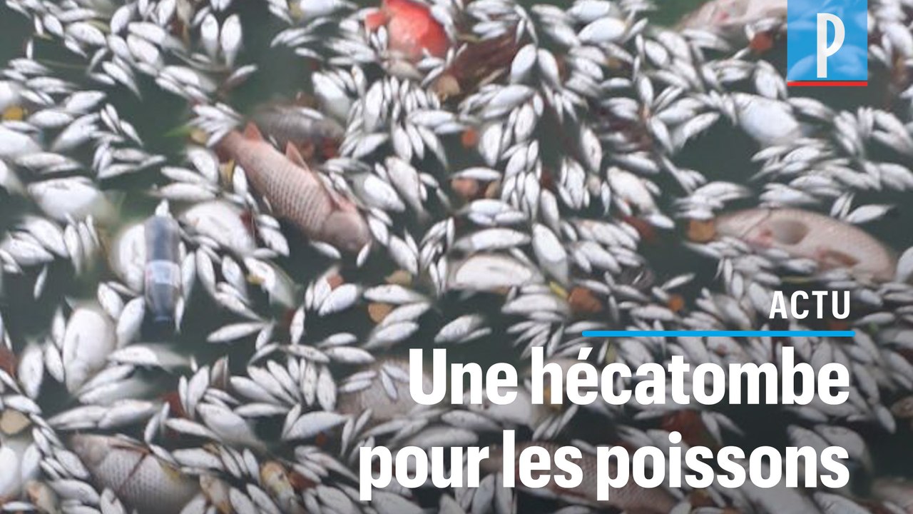 Poissons décimés: «Les algues absorbent tout l'oxygène et asphyxient le milieu aquatique»