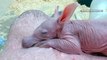 Adorable baby aardvark steals the show