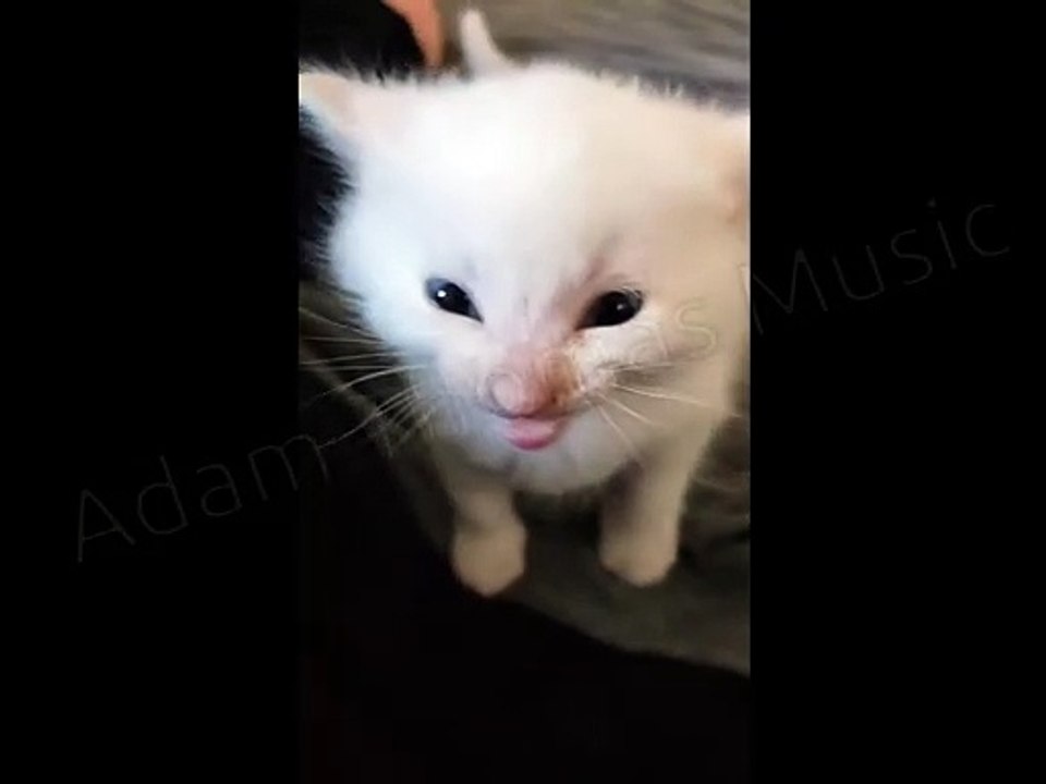 Hi Herbert (The Lick)