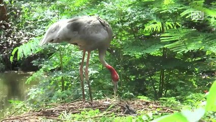 [NTV 180618] Zoo welcomes first baby flamingo