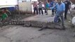 Villagers capture croc in Sungai Seblak